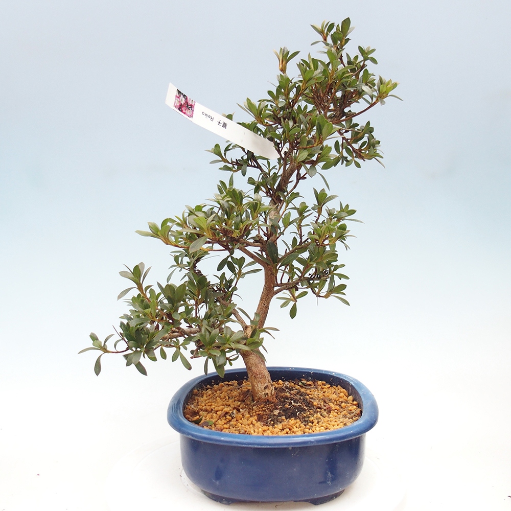 Bonsai für draußen - Japanische Azalee - Azalee Reiko