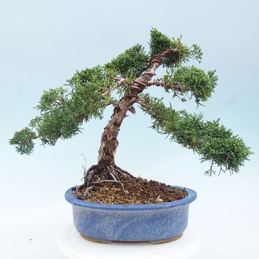 Outdoor-Bonsai - Juniperus chinensis Kishu - Chinesischer Wacholder