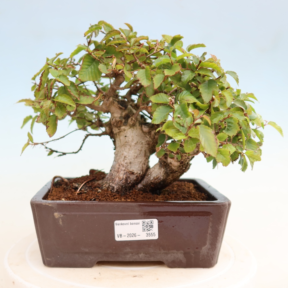 Bonsai für draußen -Carpinus CARPINOIDES - Koreanische Hainbuche