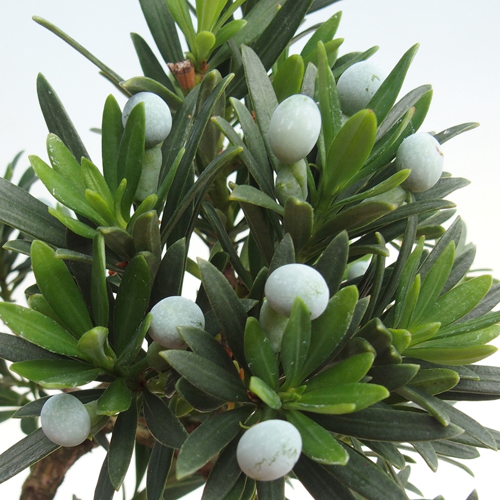 Zimmerbonsai - Podocarpus - Stein-Eibe