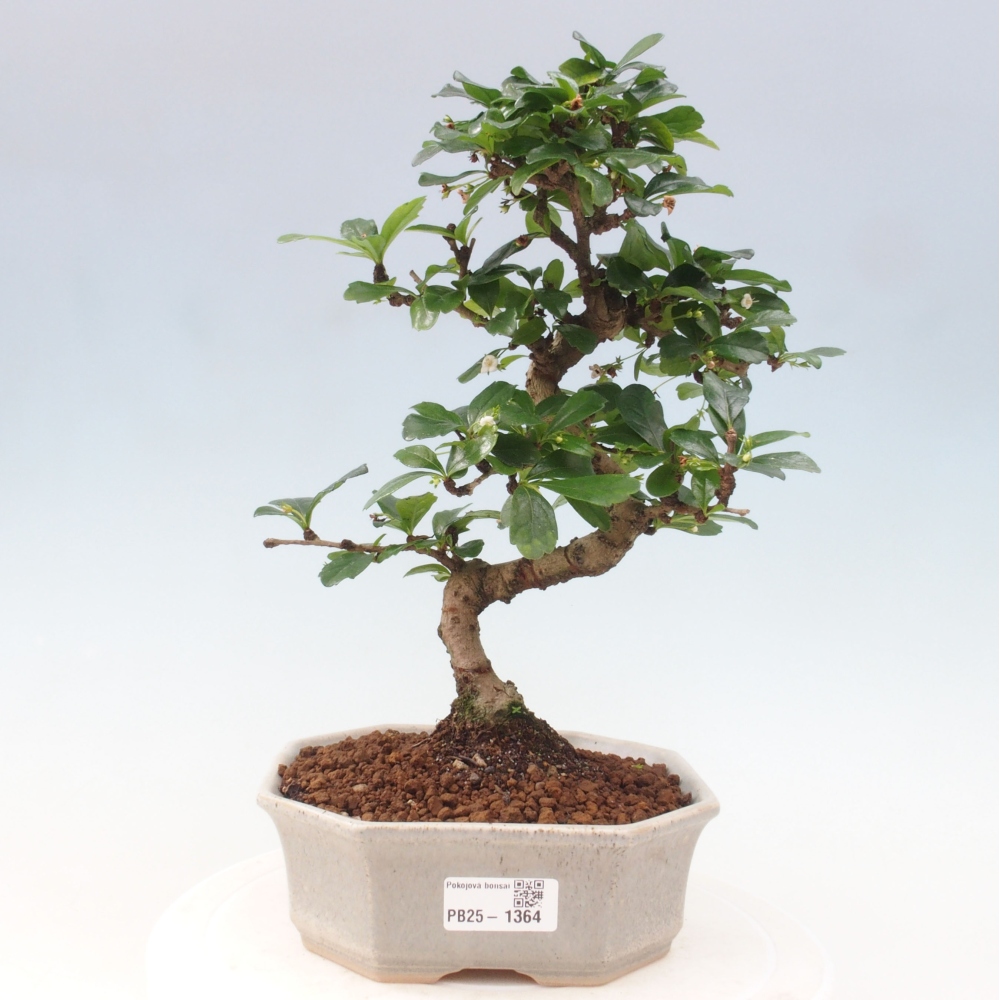 Zimmer Bonsai - Carmona macrophylla - Tea Fuki