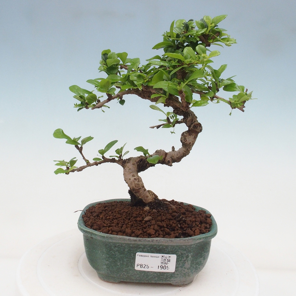 Zimmerbonsai - Carmona Macrophylla - Fuki-Tee