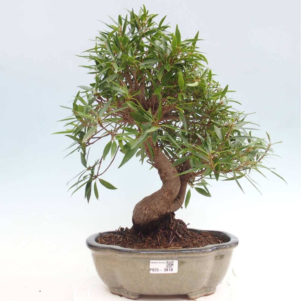 Zimmerbonsai - Ficus nerifolia - Kleinblättriger Ficus