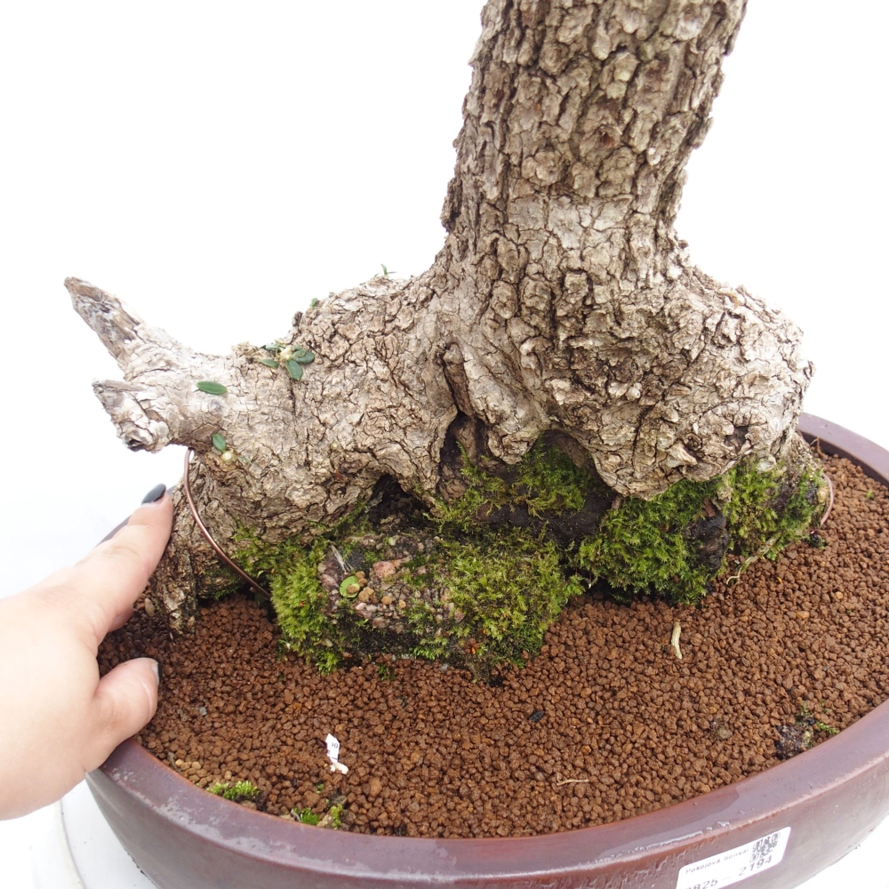 Indoor-Bonsai - Olea europaea sylvestris - Europäisches kleinblättriges Olivenöl