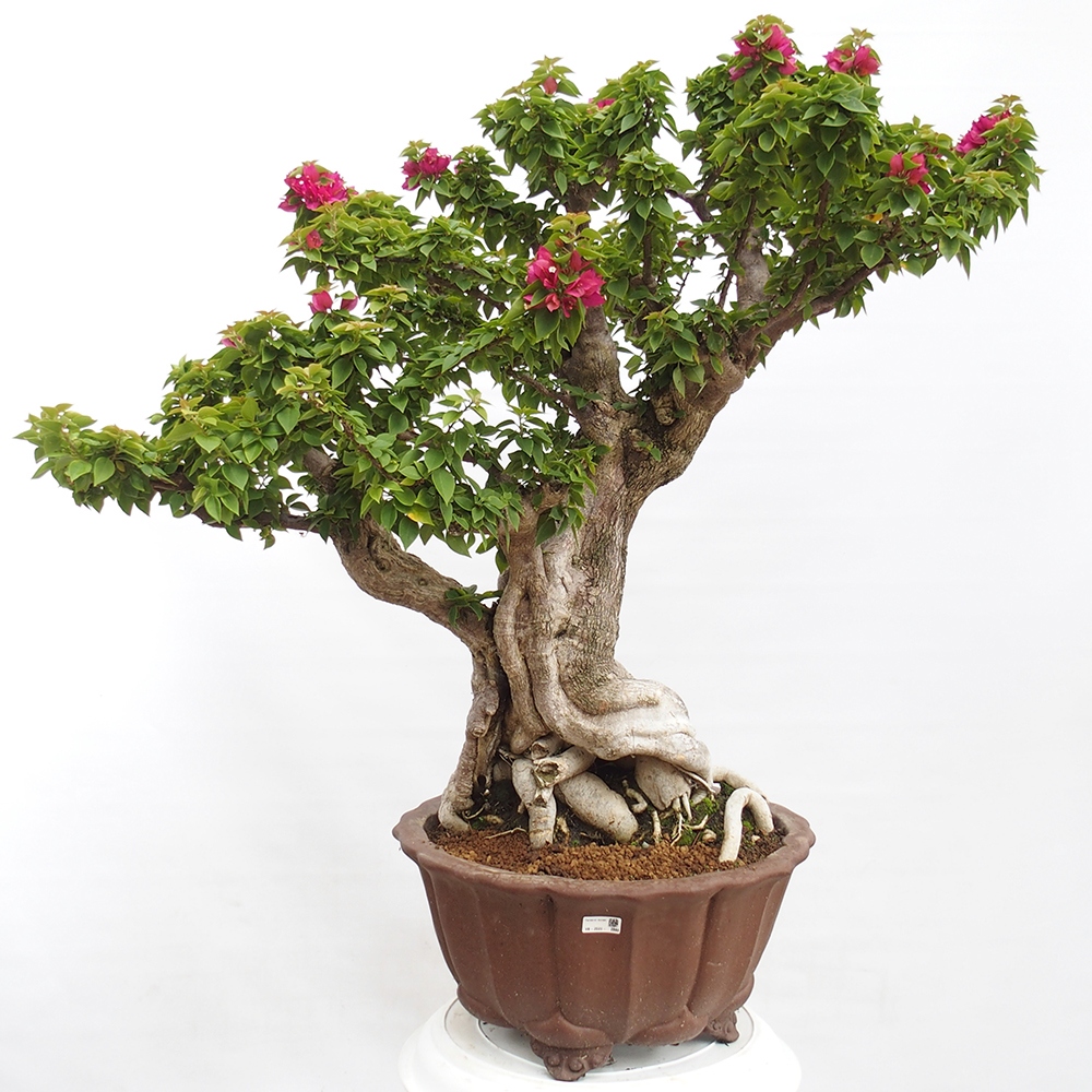 Zimmerbonsai - Bouganwilea