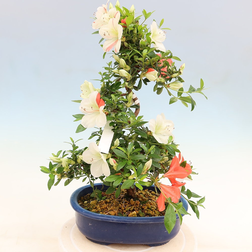 Bonsai für draußen - Japanische Azalee - Azalee Asahi-no-izumi