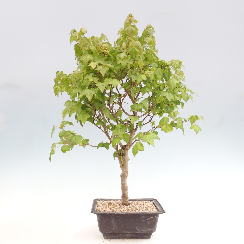 Bonsai für draußen - Acer Buergerianum - Bergahorn