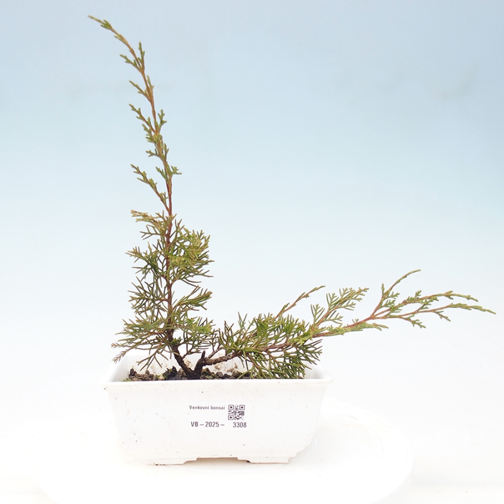 Outdoor bonsai - Juniperus chinensis Itoigawa - Chinese juniper