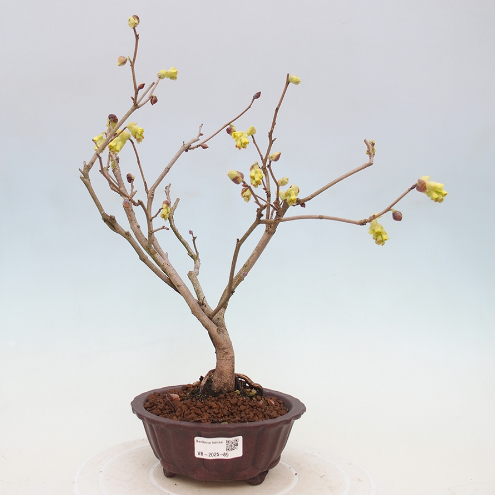 Bonsai im Freien - Haselnuss - Corylopsis Spicata