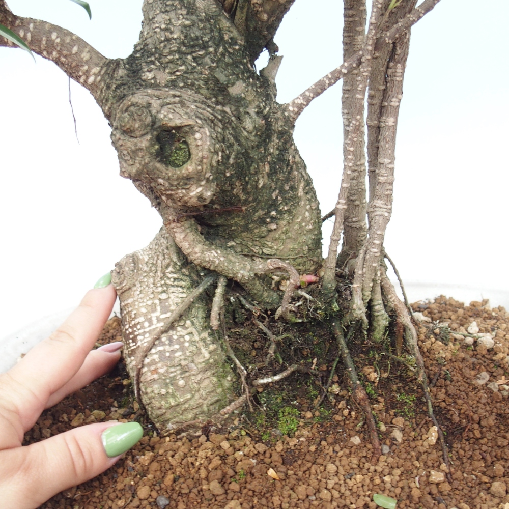 Zimmerbonsai - Ficus kimmen - kleinblättriger Ficus - NUR PERSÖNLICHE ABHOLUNG oder Palettentransport