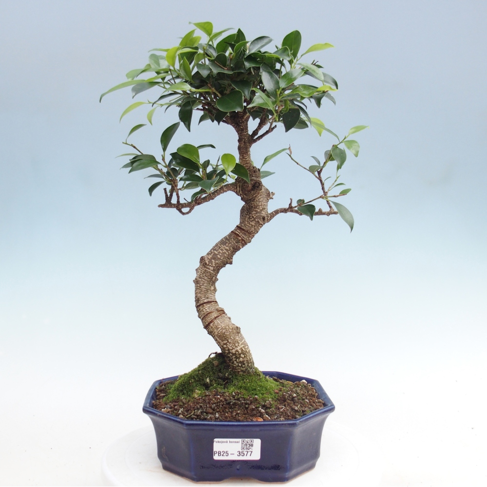 Zimmerbonsai - Ficus retusa - Kleinblättriger Ficus