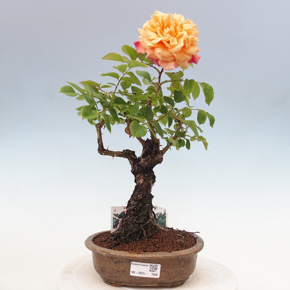 Freilandbonsai - Rosa Kordes -  Rose