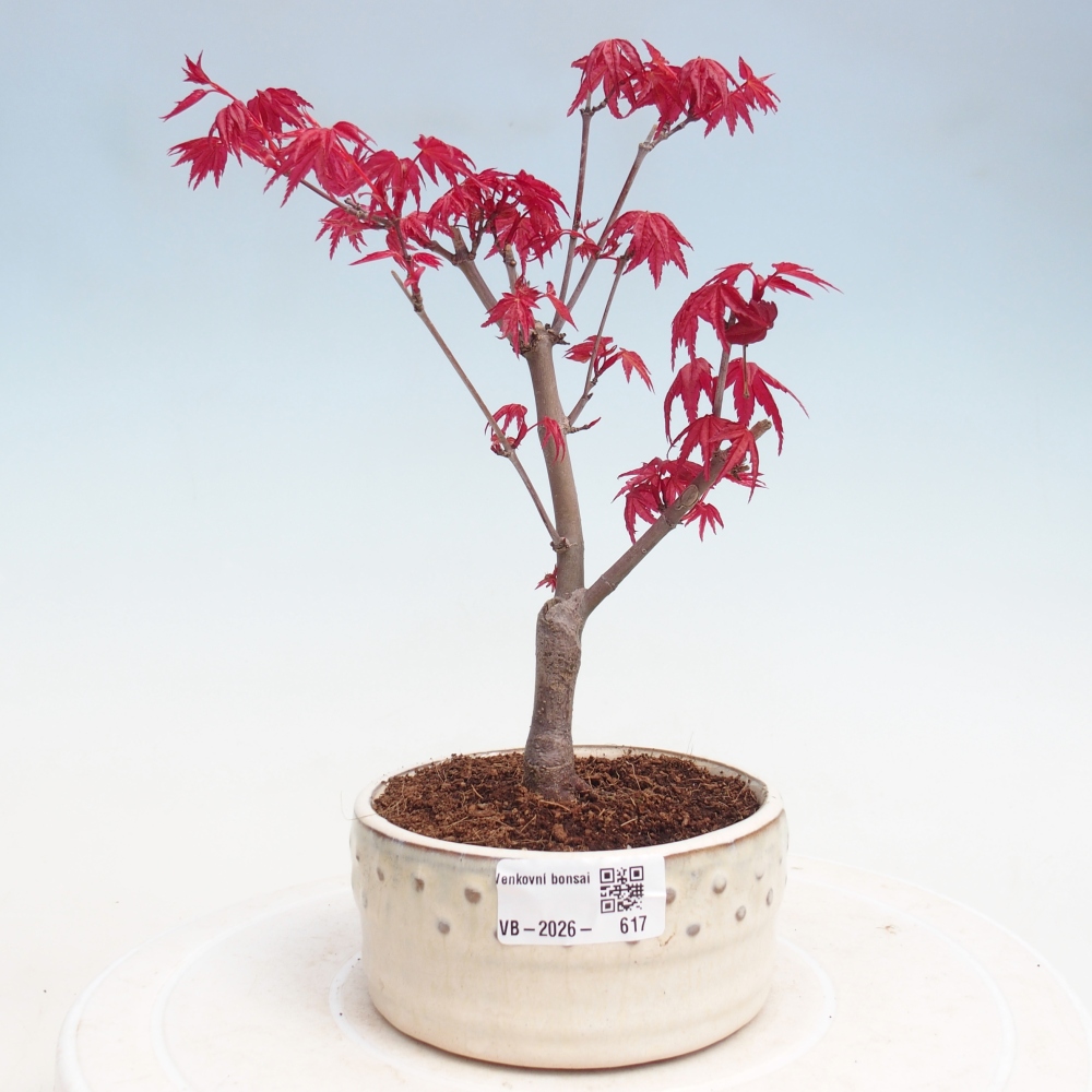 Bonsai für draußen - Acer palmatum DESHOJO