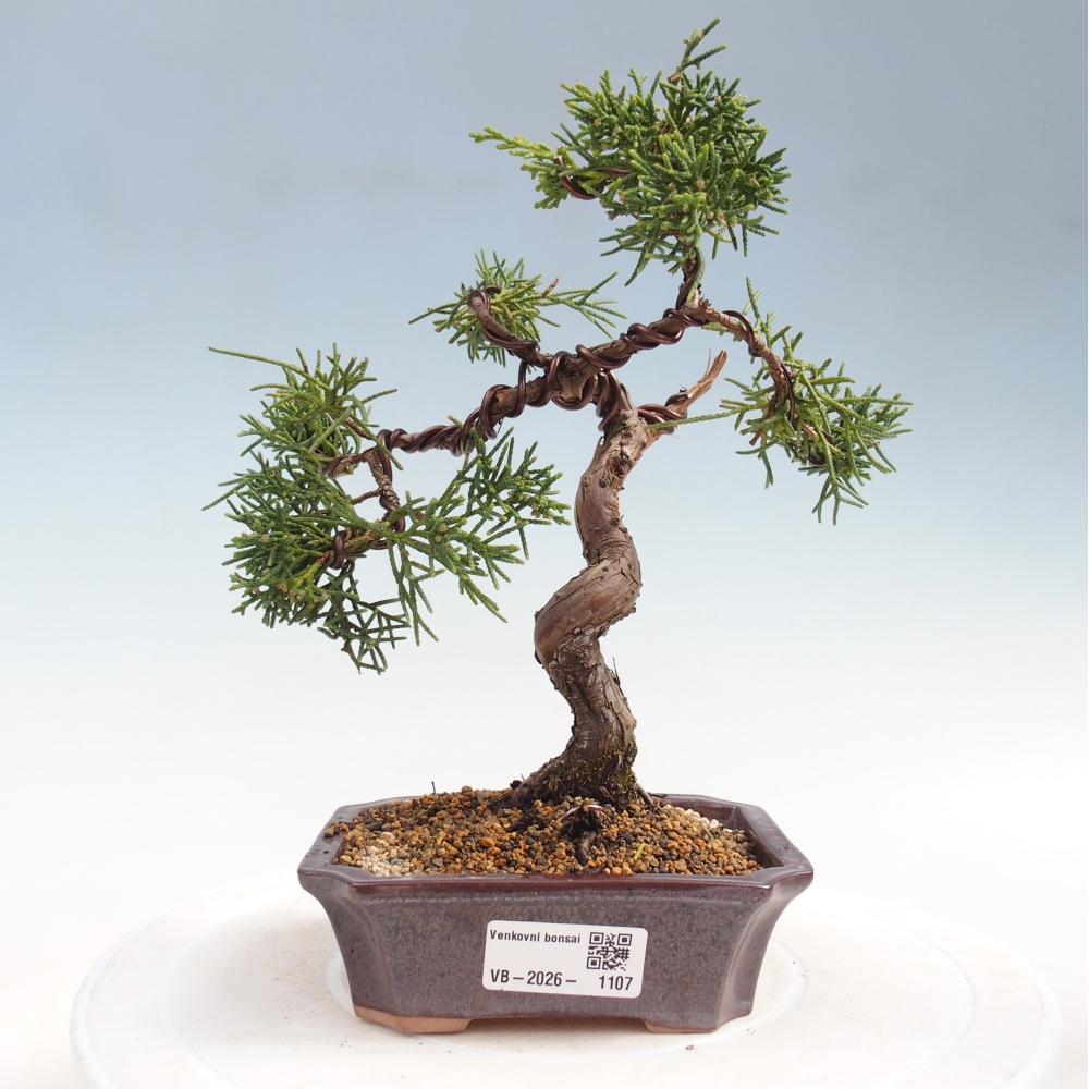 Bonsai für draußen - Juniperus chinensis Kishu