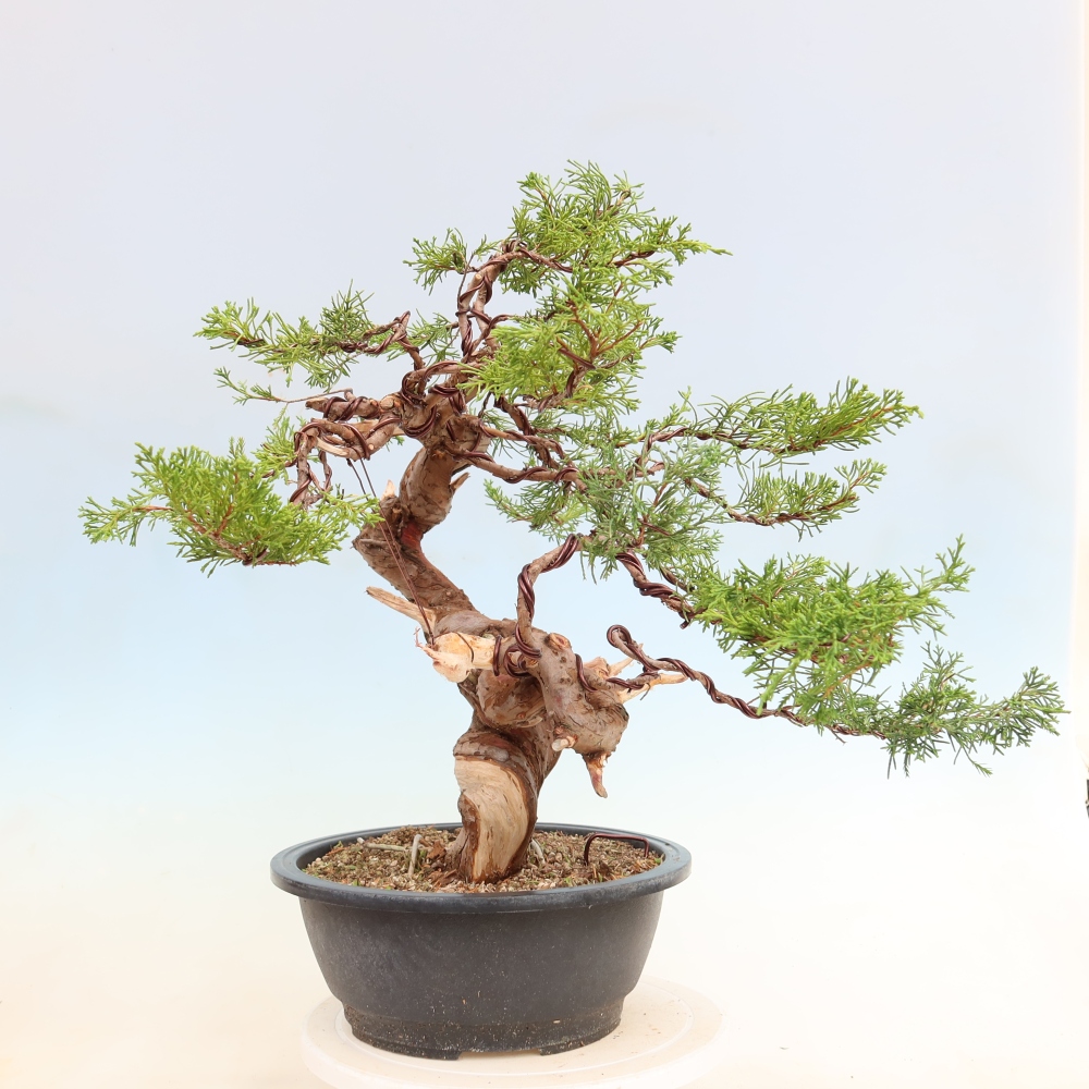 Bonsai für draußen - Juniperus chinensis Itoigawa-Juniperus chinensis