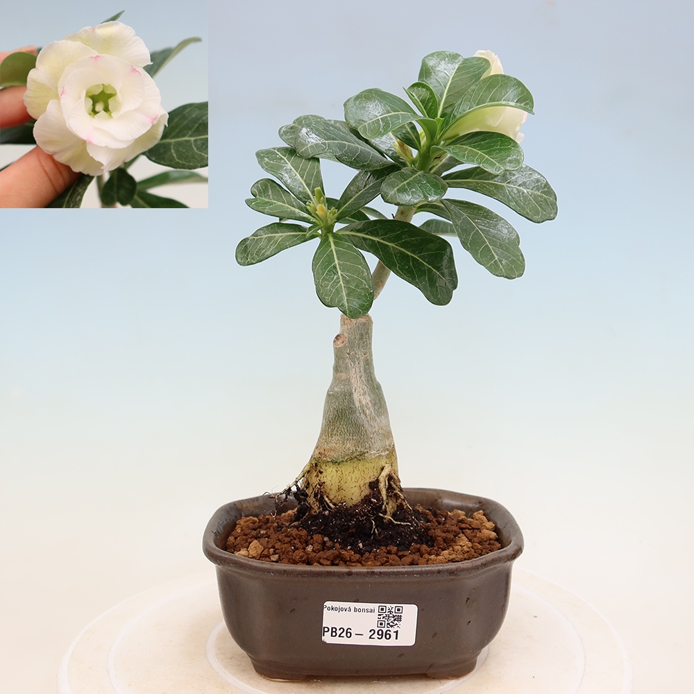 Zimmerbonsai – Adenium obesum, veredelt, V.F.S.407 – Wüstenrose