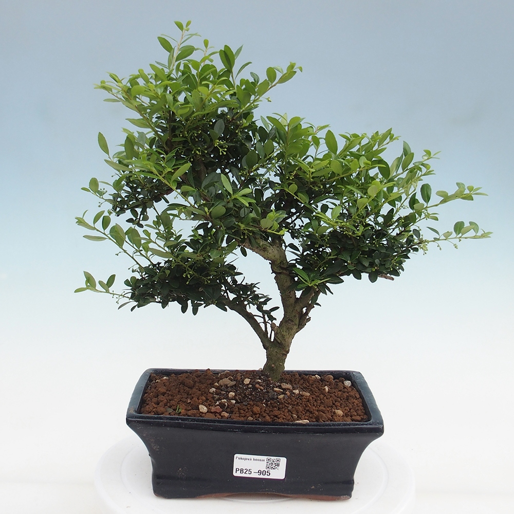 Zimmerbonsai - Ilex crenata - Holly