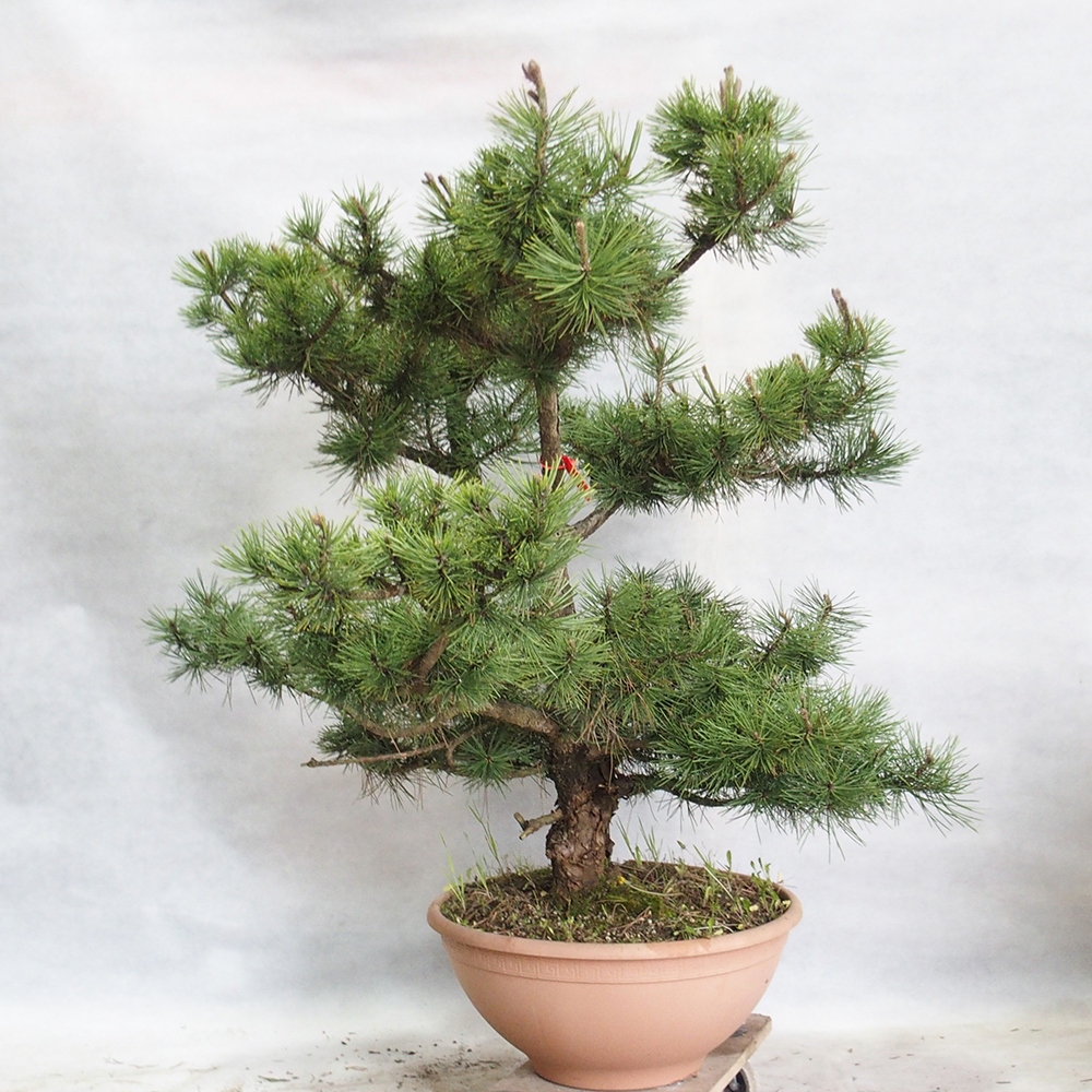 Bonsai im Freien - Pinus Nigra - Schwarzkiefer