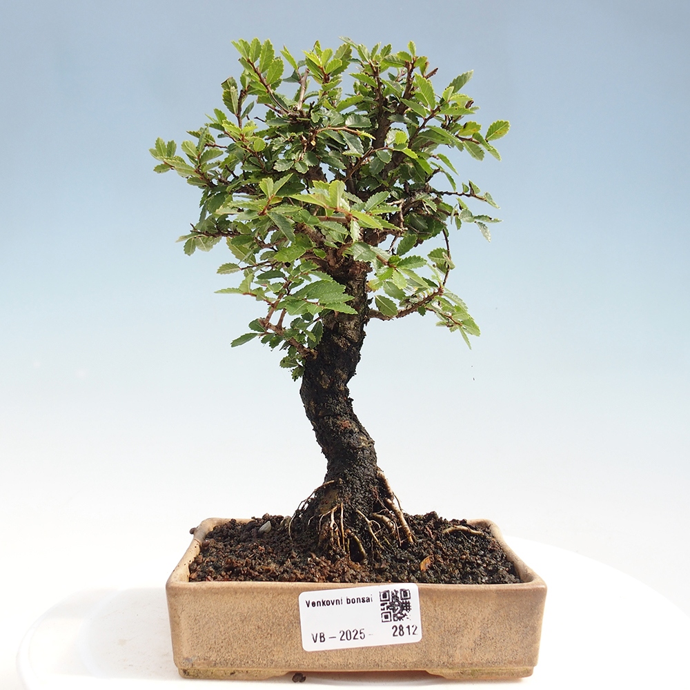 Bonsai im Freien - Zelkova - Zelkova NIRE