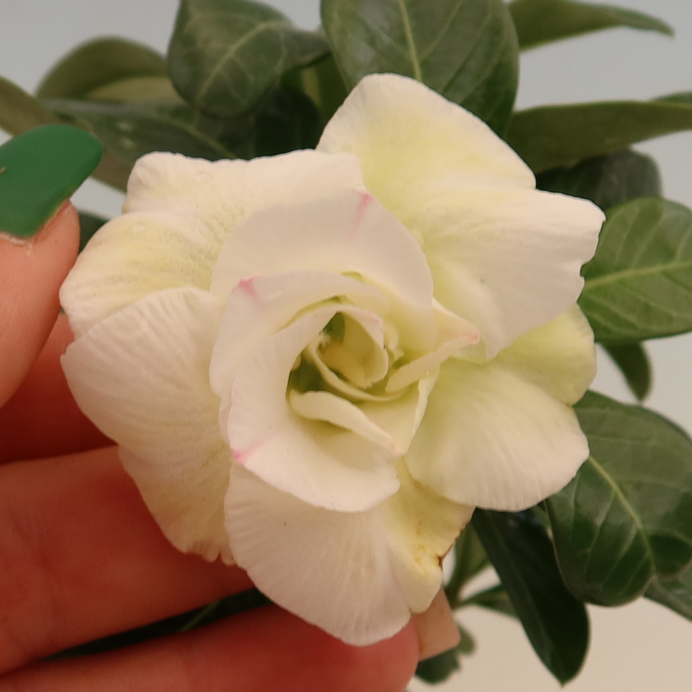Zimmerbonsai – Adenium obesum, veredelt, V.F.S.407 – Wüstenrose