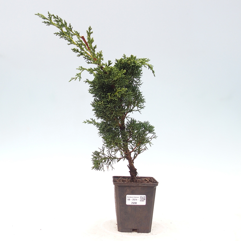 Outdoor-Bonsai - Juniperus chinensis Kishu - Chinesischer Wacholder