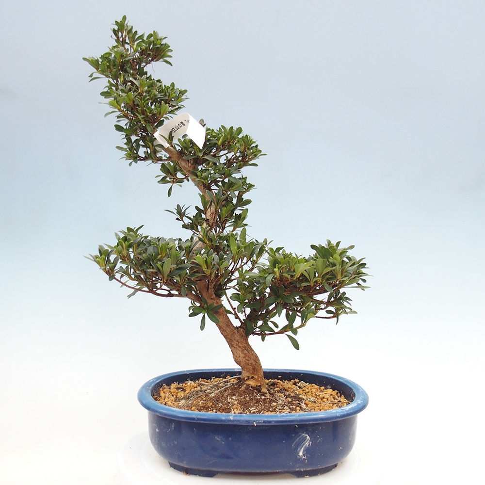 Bonsai für draußen - Japanische Azalee - Azalee Tateyama-no-Yuki
