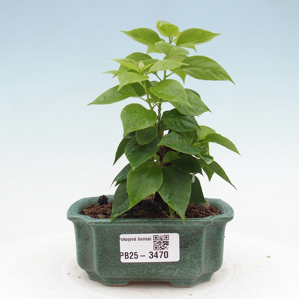 Zimmer Bonsai - Bouganwilea