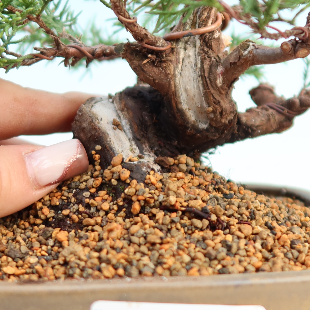 Outdoor bonsai - Juniperus chinensis Itoigawa - Chinese juniper