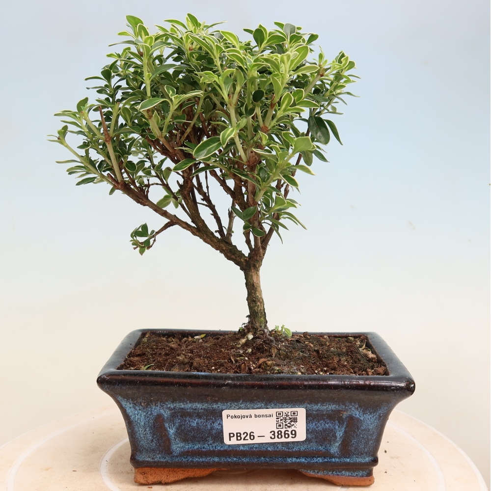 Zimmerbonsai - Serissa foetida Variegata - Baum der Tausend Sterne