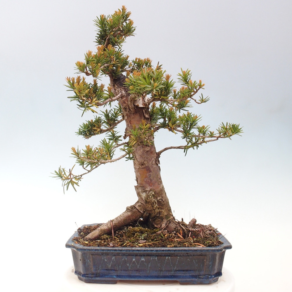 Bonsai im Freien - Taxus cuspidata - Japanische Eibe