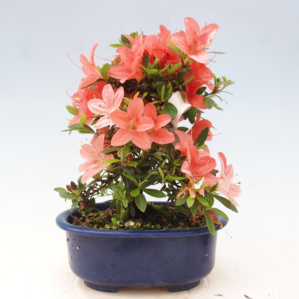 Bonsai im Freien - Japanische Azalee - Azalea Nikko