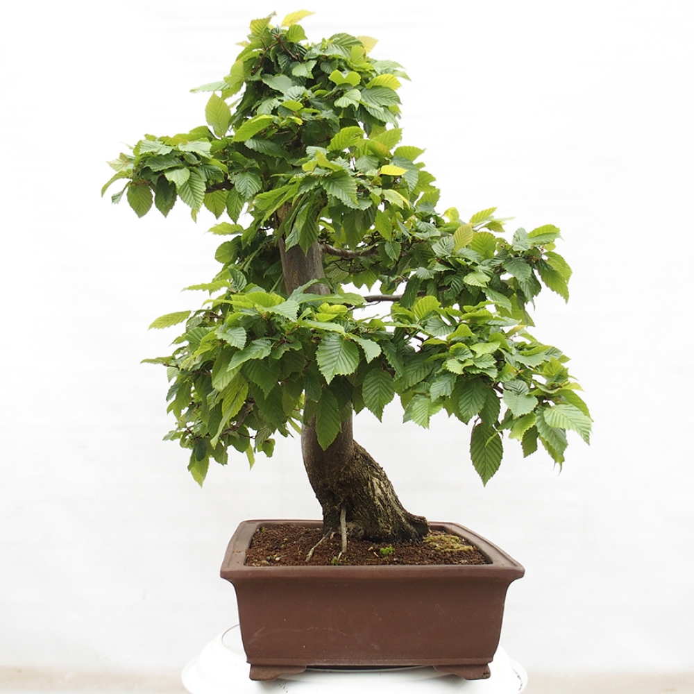 Bonsai im Freien - Hainbuche - Carpinus betulus