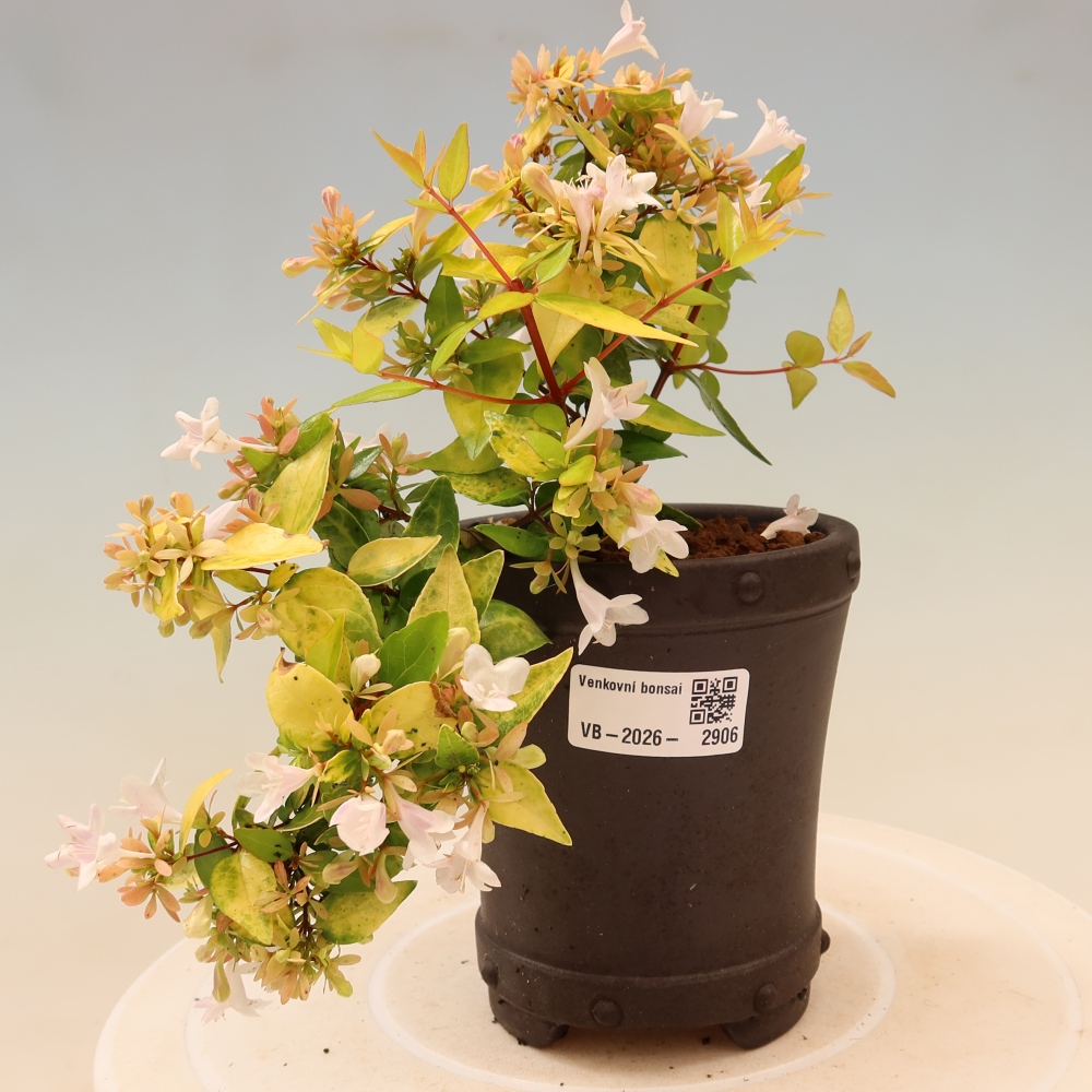 Bonsai für den Außenbereich – Abelia gr. Kleidoscope – Großblumige Abelie