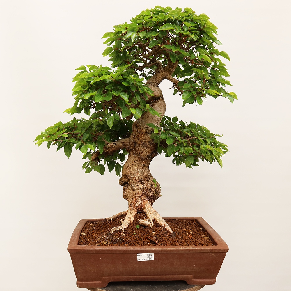 Bonsai im Freien - Carpinus Coreana - Koreanische Hainbuche