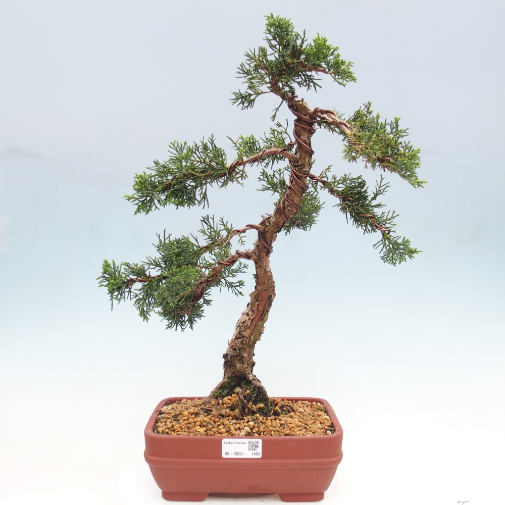 Bonsai für draußen - Juniperus chinensis Kishu