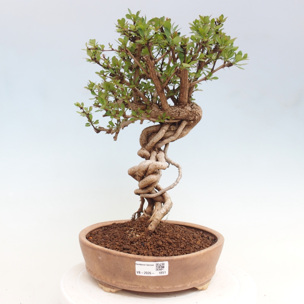 Bonsai für draußen - Berberis coreana