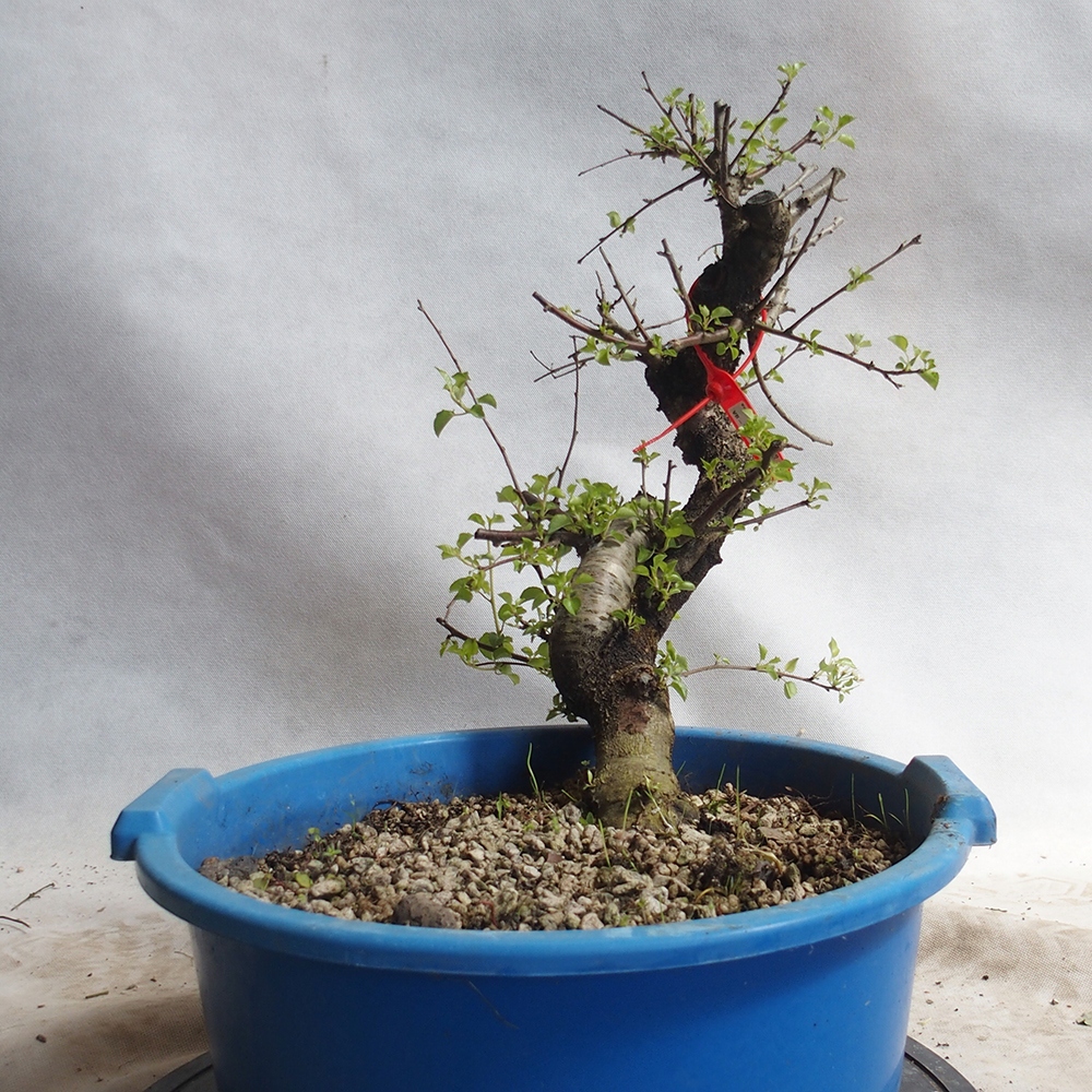 Outdoor Bonsai -Mahalebka - Prunus Mahaleb