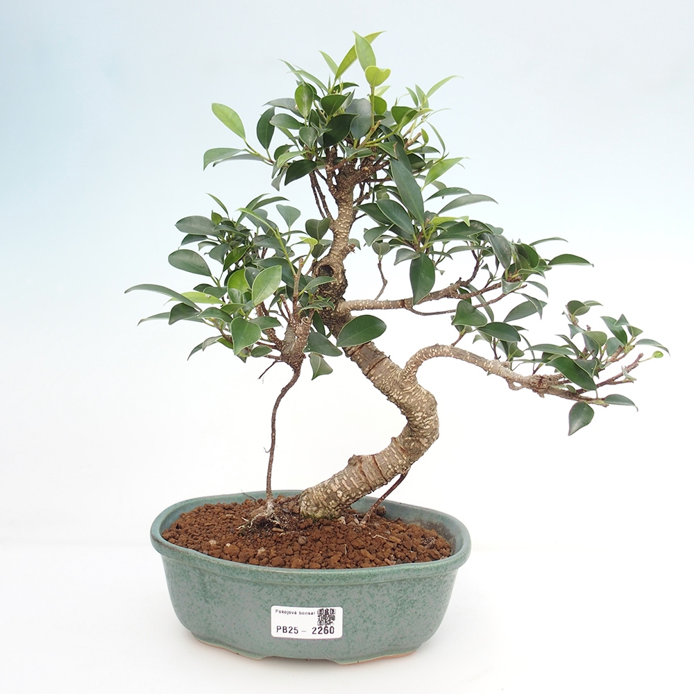 Indoor-Bonsai - Ficus retusa - kleiner Ficus