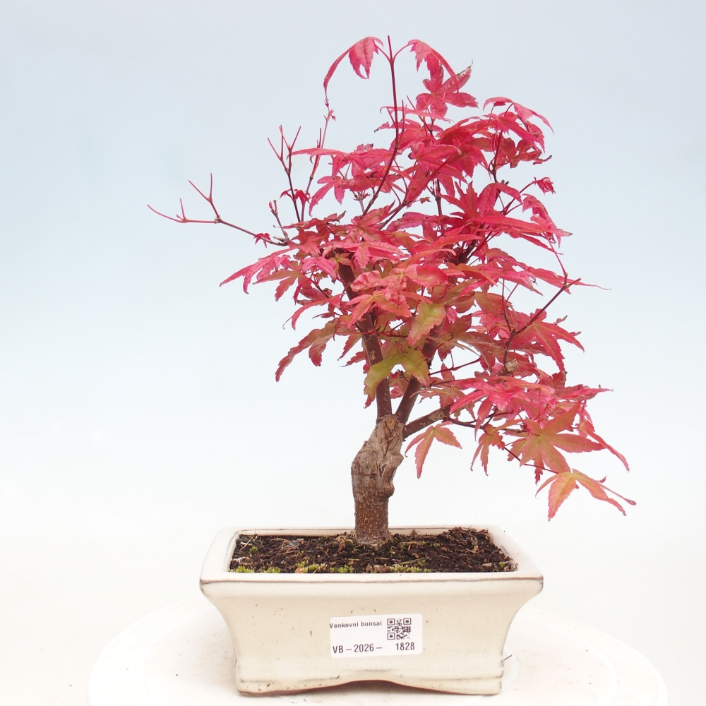 Bonsai für draußen - Acer palmatum DESHOJO