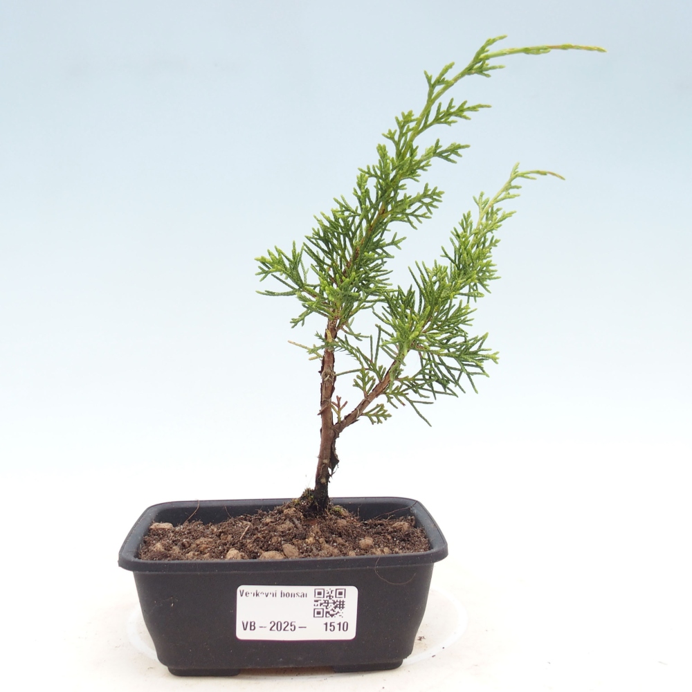 Outdoor bonsai - Juniperus chinensis Itoigawa - Chinese juniper