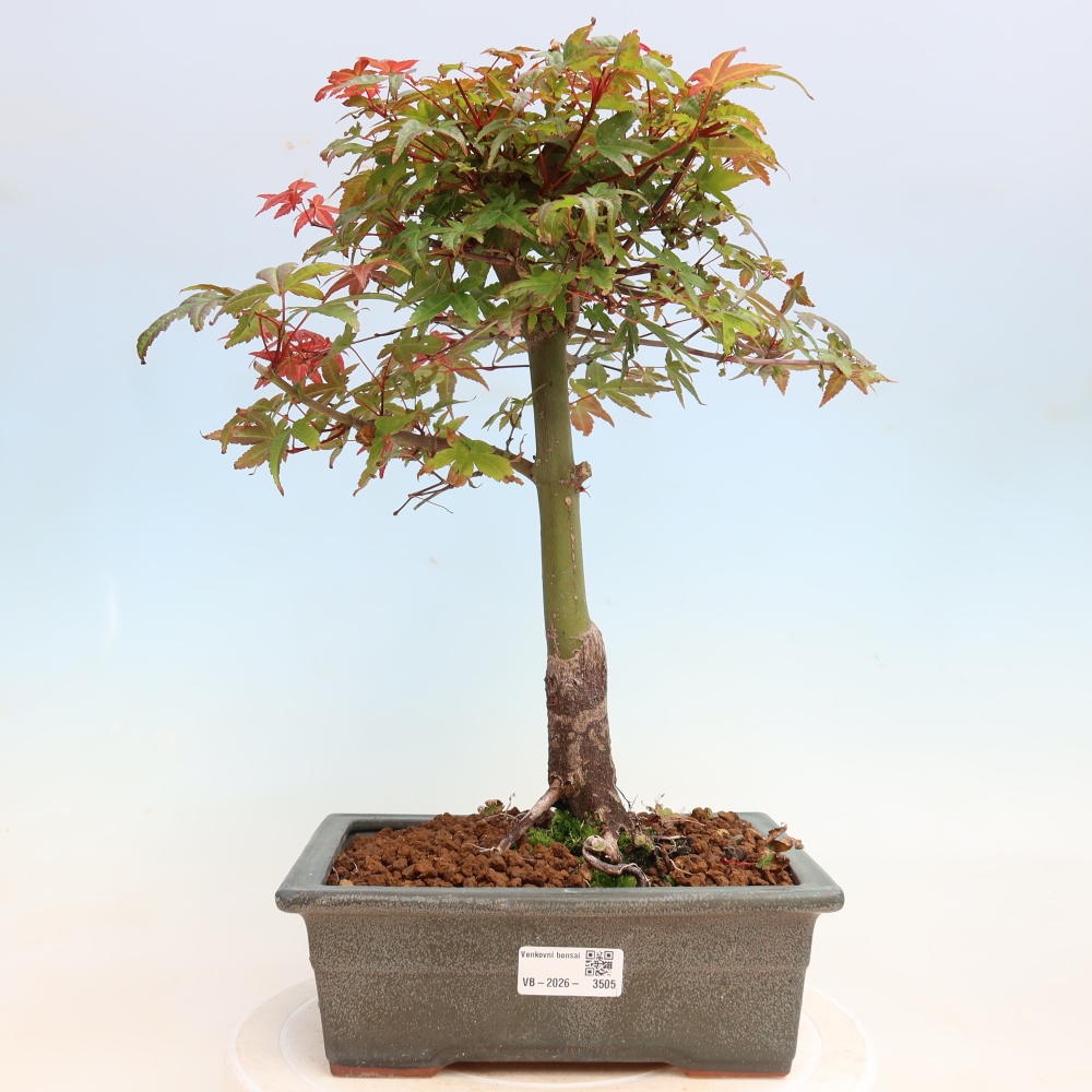 Bonsai für draußen - Acer palmatum DESHOJO