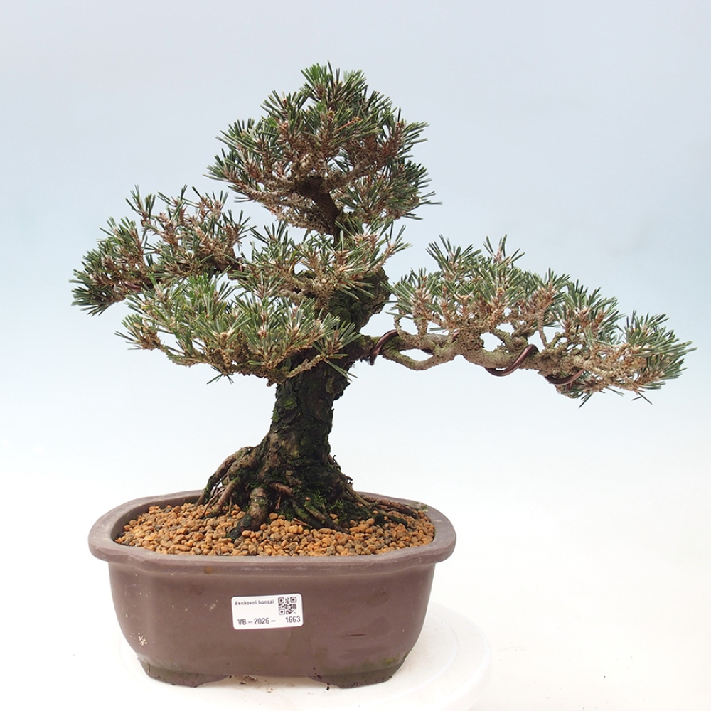 Bonsai für draußen - Pinus thunbergii Kotobuki - Thunberg-Kiefer