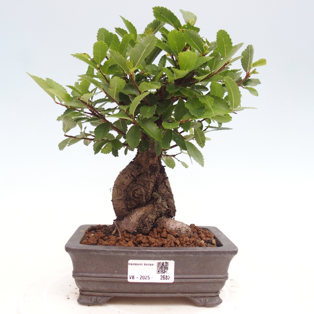 Bonsai im Freien - Zelkova - Zelkova NIRE