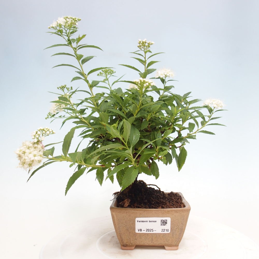 Bonsai im Freien - Spirea japonica GENPSI