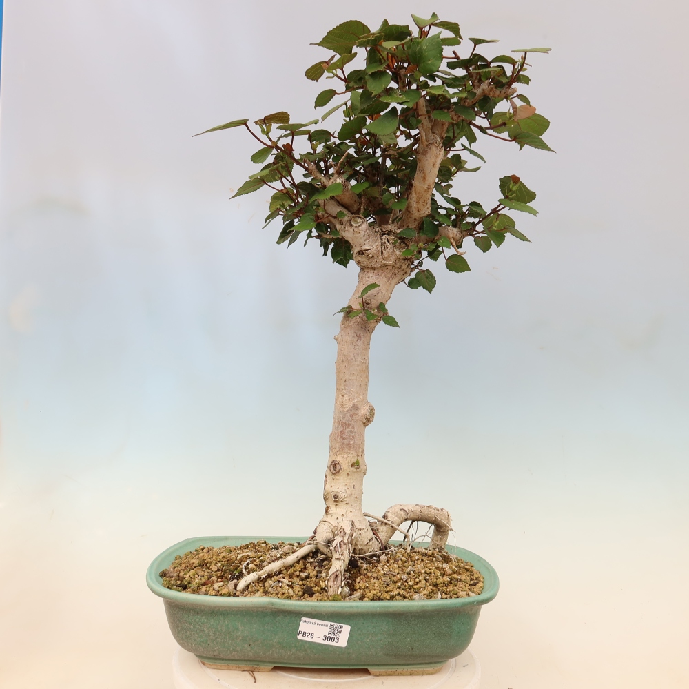 Zimmerbonsai - Hibiscus tiliaceus - Meeres-Hibiskus