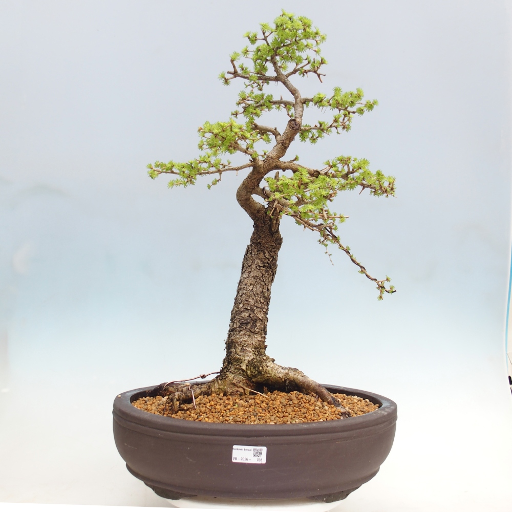 Outdoor-Bonsai -Larix decidua - Lärche - nur Palettentransport