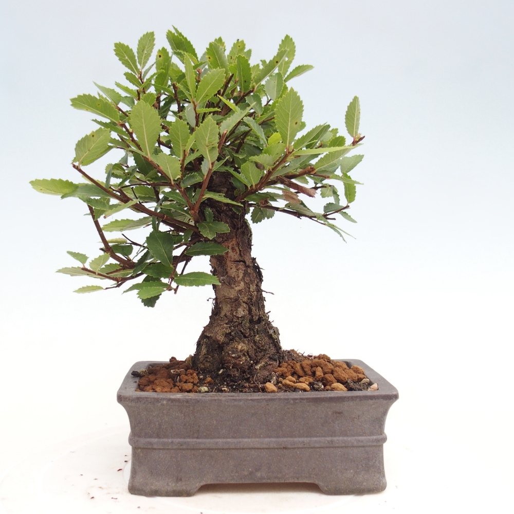 Bonsai im Freien - Zelkova - Zelkova NIRE