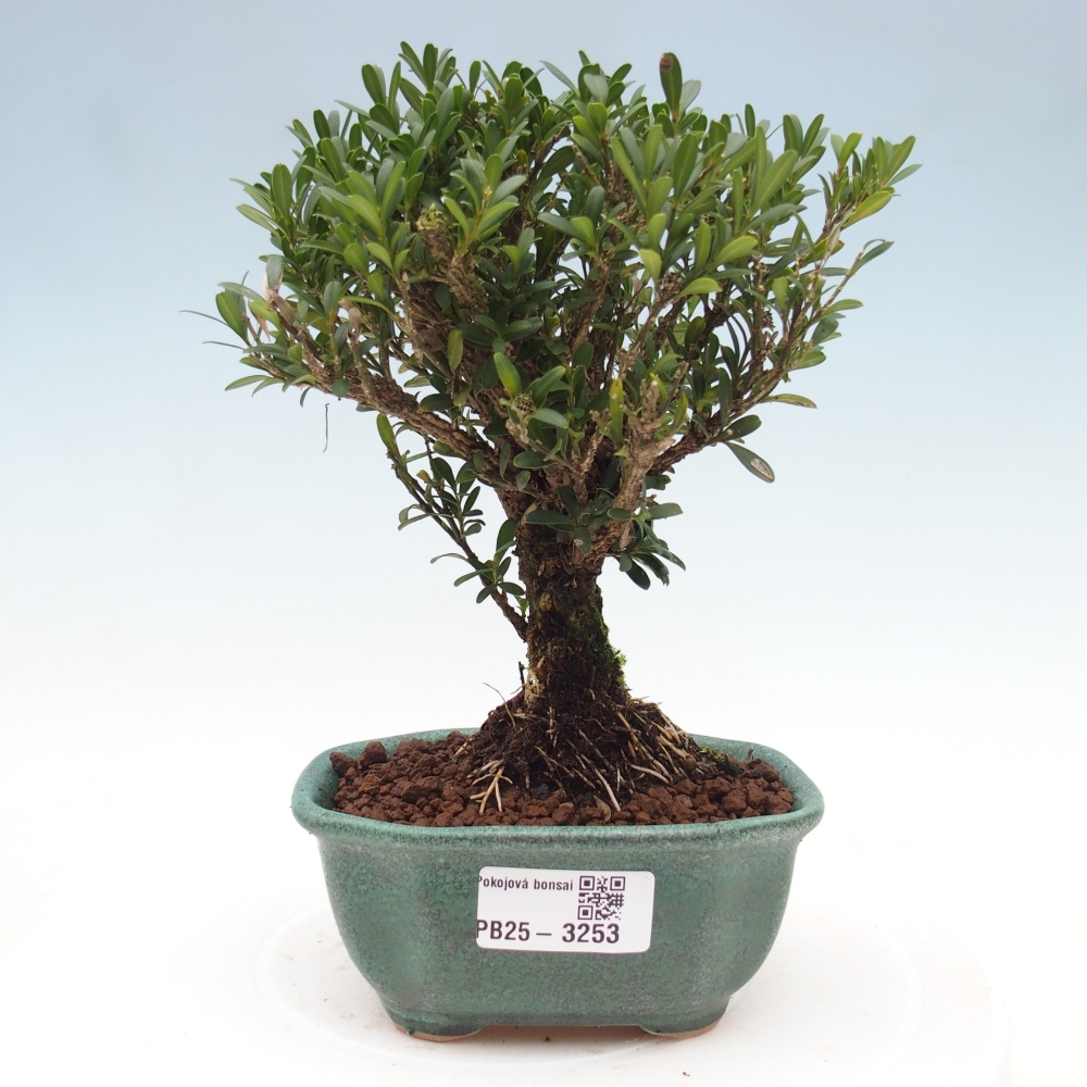 Zimmer Bonsai - Buxus harlandii - Korkbuxus