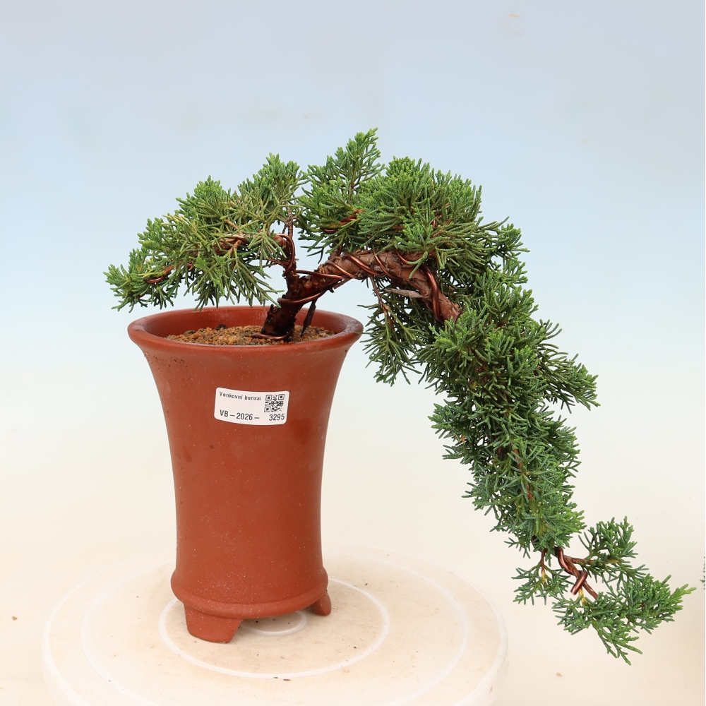 Bonsai für draußen - Juniperus chinensis Kishu
