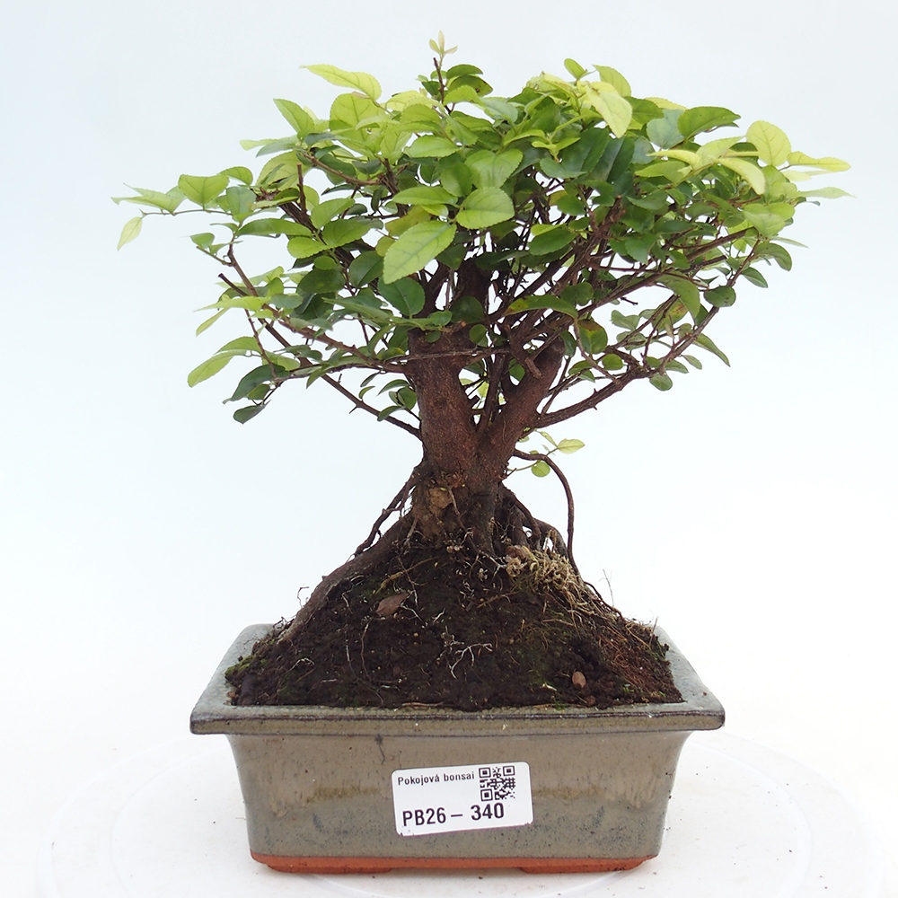 Zimmer Bonsai - Sageretia thea - Sageretia thea